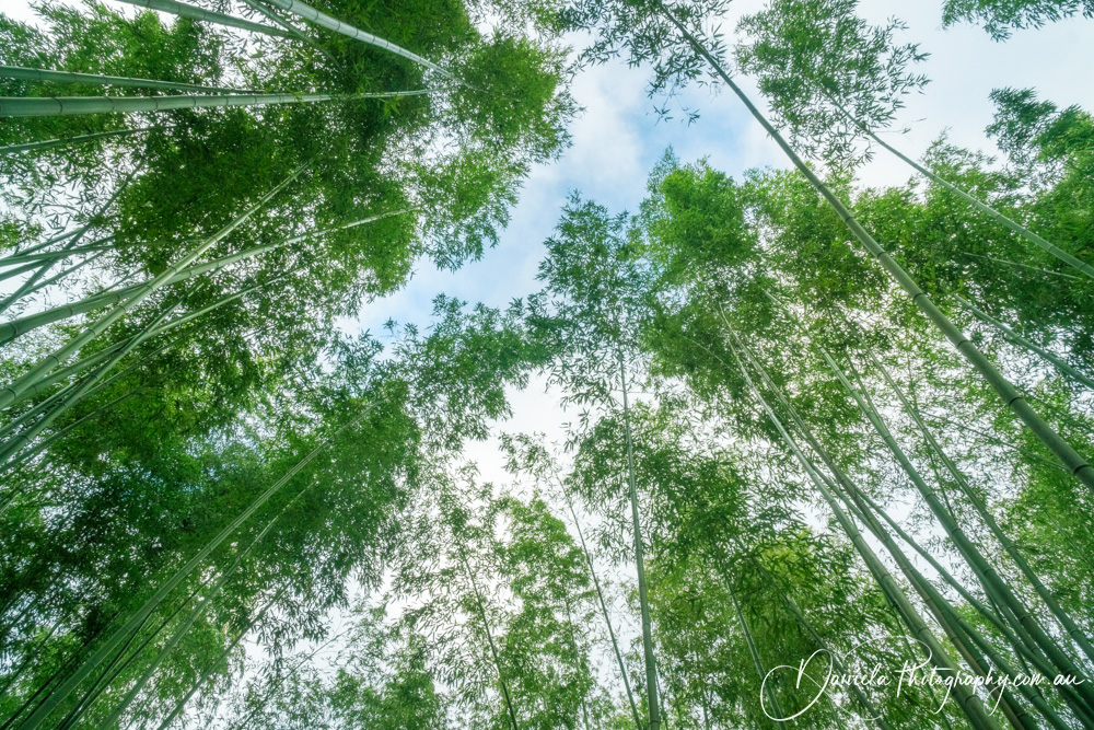 Arashiyama Bamboo Grove Sagano Bamboo forest looking up